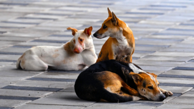 Supreme Court Allows Stray Dogs Back On Streets, But Bans Feeding Them In Public Spaces