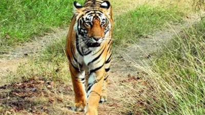 Ranthambore tiger surveillance goes dark as 11 of 12 cameras conk out