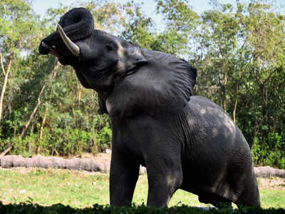 Delhi Zoo’s only African elephant Shankar dies: Concerns resurface after WAZA suspension; probe ordered
