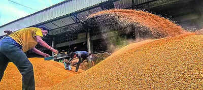 Govt hikes MSP for six rabi crops: Wheat to see most gain over cost of production