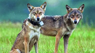 Just 3,000 left in wild, IUCN classifies Indian wolf as 'potential distinct species'