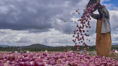 Spent Rs 66,000, Pune farmer gets Rs 664 for 7.5 quintals of rain-hit onions