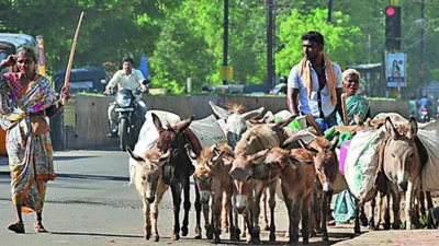 ‘Donkey rout’: MP loses 94% of donkeys in 3 decades, now just 3,000 left