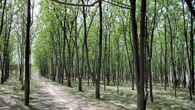 India rises to ninth spot globally in forest area: FAO