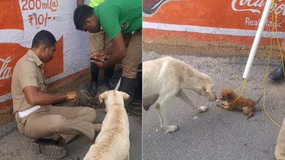 Paws and applause! Dog patiently watches as Tamil Nadu police rescues its puppy from roadside pit; video wins internet