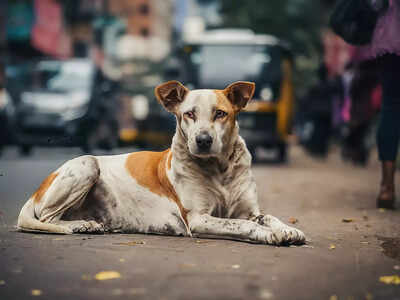 Mumbai: Dog boards local train to escape firecracker; rescued after 17 days