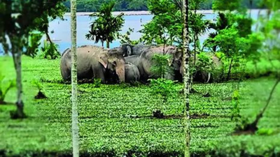 West Bengal: Flood waters wash away rhinos, trap jumbos near Gorumara, Jaldapara