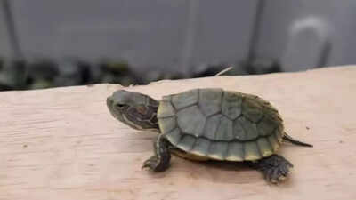 Rare turtle bust : Two traffickers arrested in UP; animals destined for Uttarakhand seized