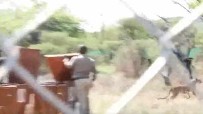 Watch: Botswana hands over 8 cheetahs to President Droupadi Murmu; India's count up to 35