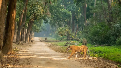 SC issues notice on 7-year stay in Corbett poaching case