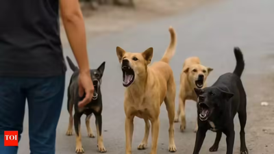 Canine bite victims must be heard in stray dog case: SC