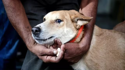 Remove strays from hospitals, schools, bus & train stns: Supreme Court