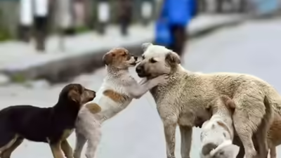 . MCD: Institution heads must first prevent entry