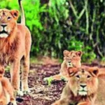 Attacked, 65-year-old battles jackal for 30 minutes, strangles it with sari