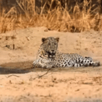 P Chidambaram's 'Op Blue Star a mistake' puts Congress in a tight spot; he's right: BJP