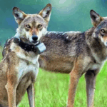 IND vs AUS: India lose despite 330! Why Harmanpreet blames batting — not bowling