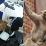 Bihar assembly elections 2025: BJP releases first list of 71 candidates; deputy CM Samrat Chaudhary to contest from Tarapur