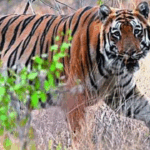 Even slight penetration is rape, consent irrelevant for minors: HC