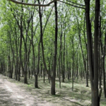 Why Mohammad Rizwan was not out despite hitting the stumps on the last ball – Explained