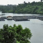 India rises to ninth spot globally in forest area: FAO