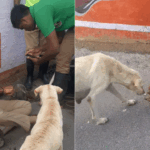 Bigg Boss 19’s Awez Darbar slams Tanya Mittal, Neelam Giri for body-shaming Ashnoor Kaur: ‘Disgusting like always’