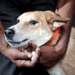 AG apologises after rap from CJI, government says open to tweaking Tribunal Act