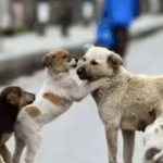 Cricket at LA Olympics: How teams will be picked, why no guarantee of India vs Pakistan and more