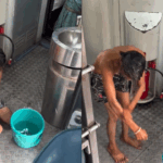 Dude OTT release date: When and where to watch Pradeep Ranganathan, Mamitha Baiju's film