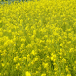 Scientists seek government’s intervention in securing fair deal for farmers over use of genetic resources