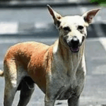 'Neighbouring country' trying to derail J&K's progress: LG Sinha urges vigilance, calls for unity to protect youth's dreams