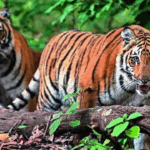 CDS lashes out at defence companies: 'Show a bit of patriotism'