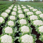 DMs and drones: Amritsar police busts Pakistan-linked arms & drugs network; five arrested