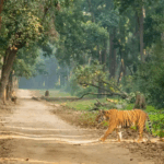 Bilateral ties, not high tariffs, guide trade decisions: Official