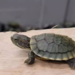 Ladakh violence: SC to hear plea against Sonam Wangchuk's detention on Nov 24; wife terms it illegal