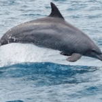 Karan Johar says he felt lonely after getting National Award call, had no 'plus one' for ceremony: Wanted to feel happy